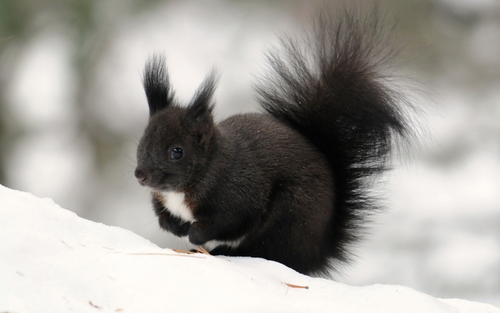 点击大图看下一张：在雪地里呆呆的小松鼠图片欣赏