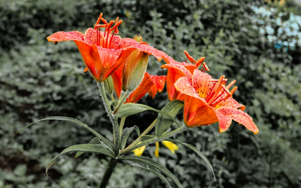 点击大图看下一张：雨中橙色百合花唯美图片欣赏