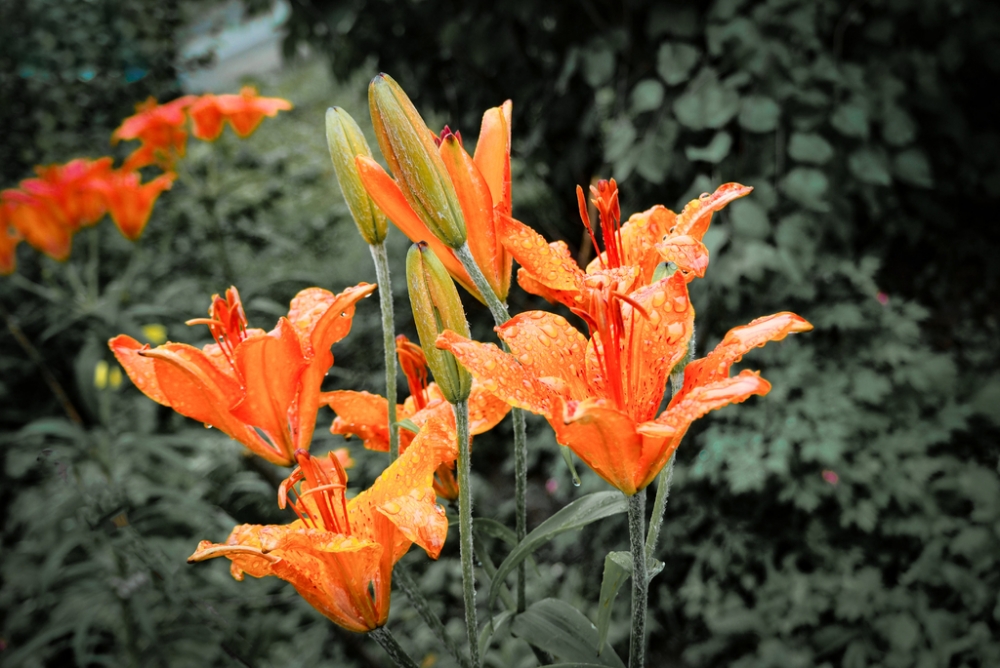 点击大图看下一张：雨中橙色百合花唯美图片欣赏