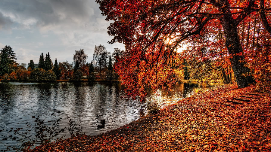 点击大图看下一张：深秋树林落叶景色图片