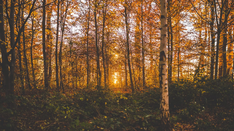 点击大图看下一张：深秋树林落叶景色图片