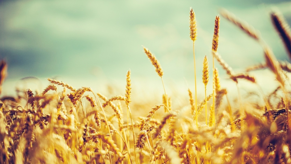 点击大图看下一张：金色的小麦风景图片电脑壁纸