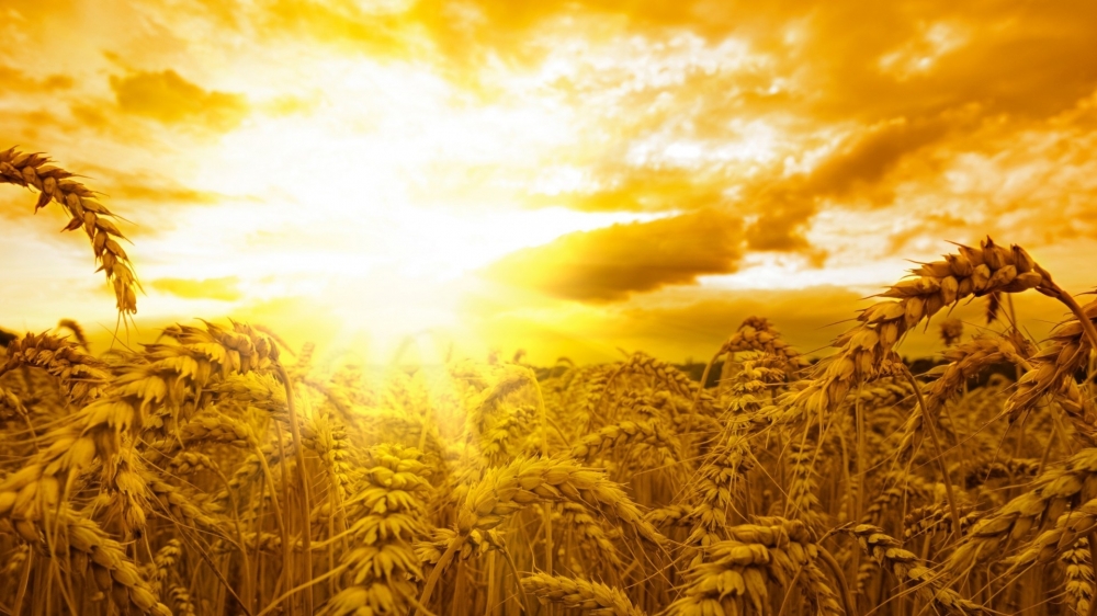 点击大图看下一张：金色的小麦风景图片电脑壁纸