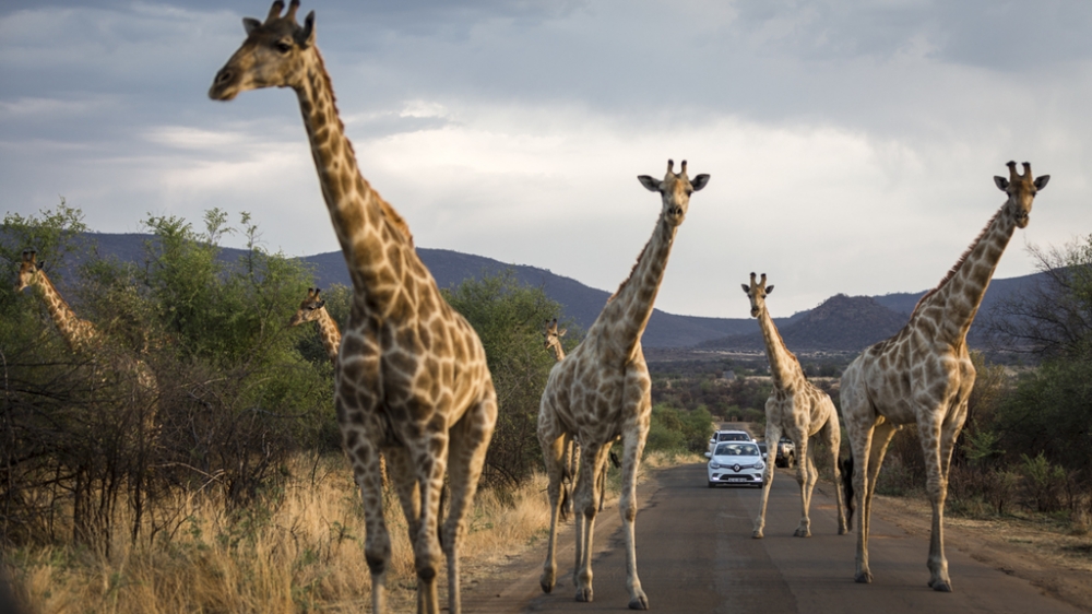 点击大图看下一张：庞大的野生动物长颈鹿和野象