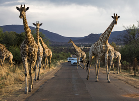庞大的野生动物长颈鹿和野象