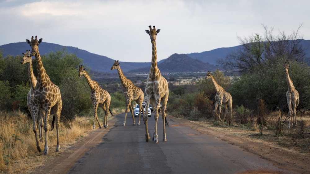 点击大图看下一张：庞大的野生动物长颈鹿和野象