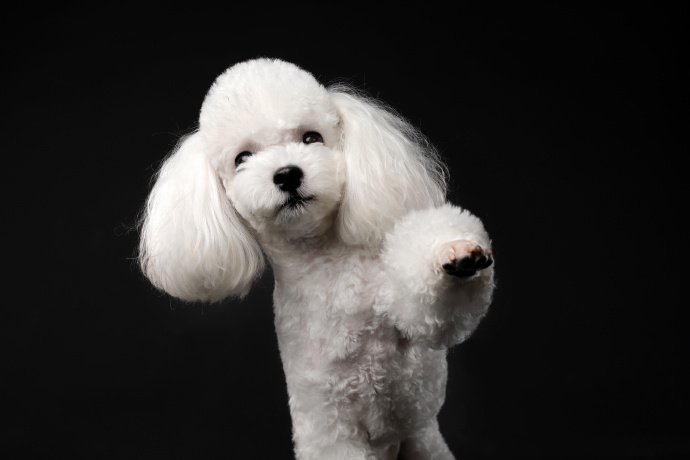点击大图看下一张：一组白色可爱的贵宾狗狗图片欣赏