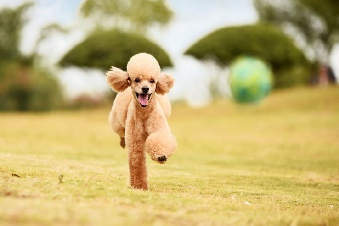 点击大图看下一张：一组开心到飞起的泰迪狗狗图片