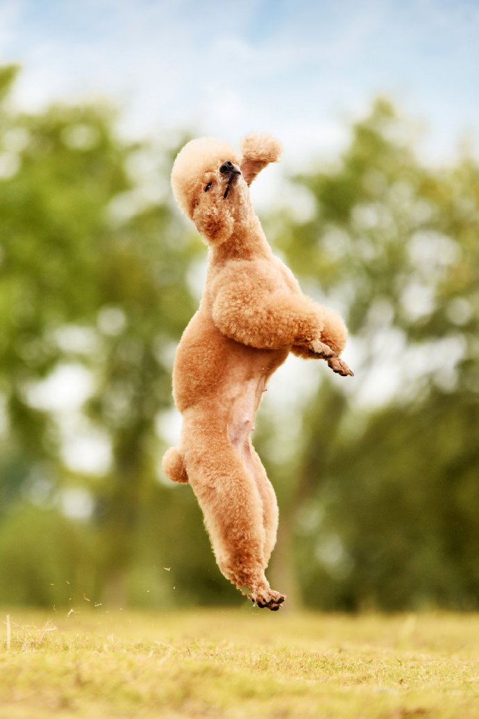 点击大图看下一张：一组开心到飞起的泰迪狗狗图片