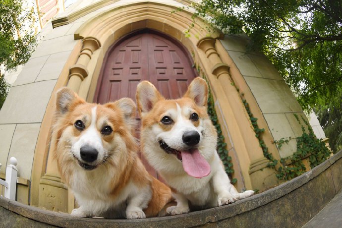 点击大图看下一张：一组可爱的两只柯基狗狗图片