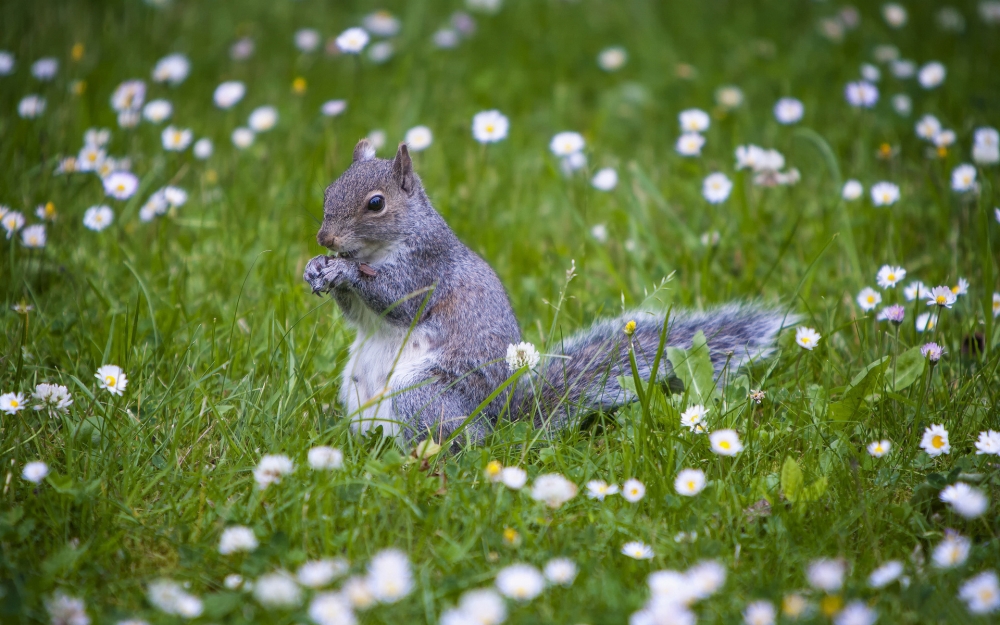 点击大图看下一张：一组春天里可爱的小松鼠图片欣赏