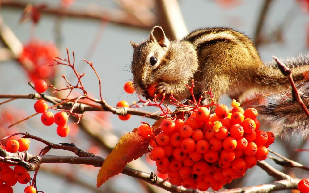 点击大图看下一张：一组秋天唯美景象里的小松鼠图片