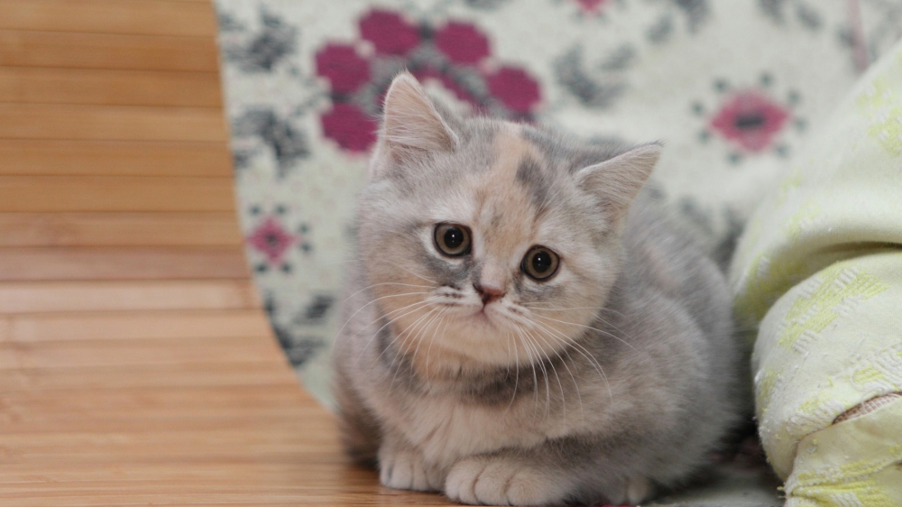 点击大图看下一张：一组可爱的英国短毛猫图片