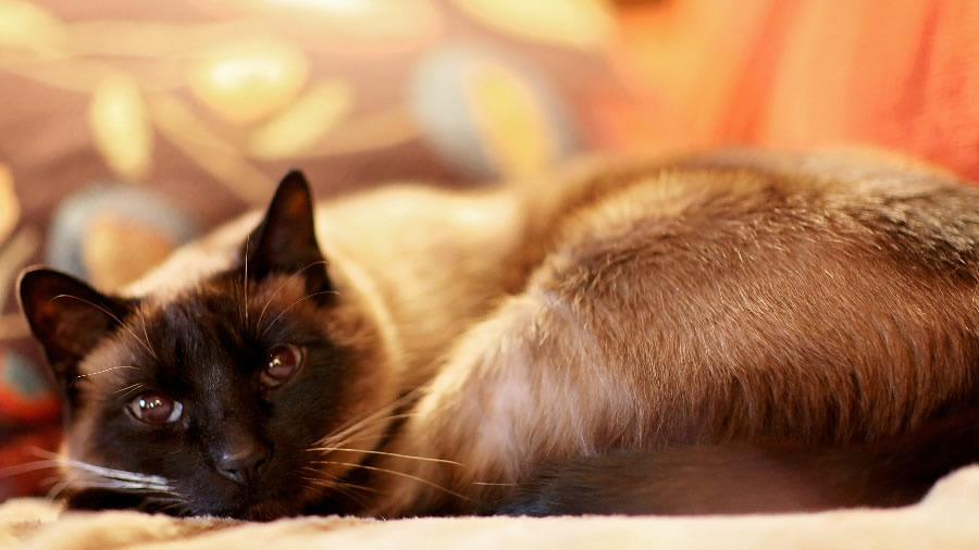 点击大图看下一张：慵懒的暹罗猫图片