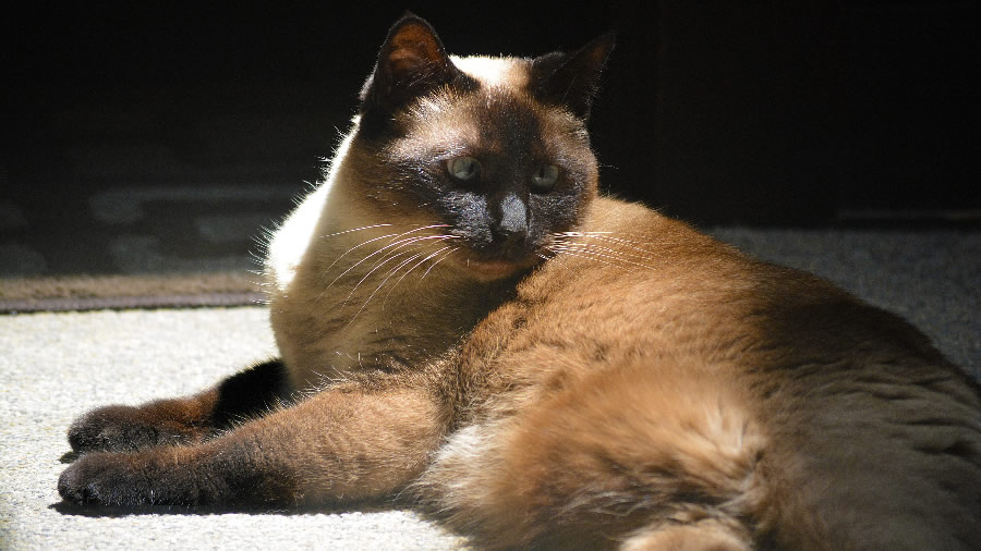 点击大图看下一张：慵懒的暹罗猫图片