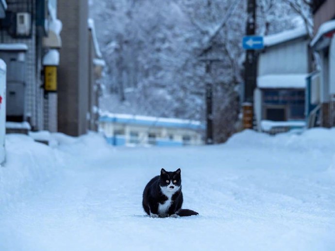 点击大图看下一张：在雪地里的猫咪图片