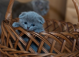身手敏捷的俄罗斯蓝猫图片欣赏