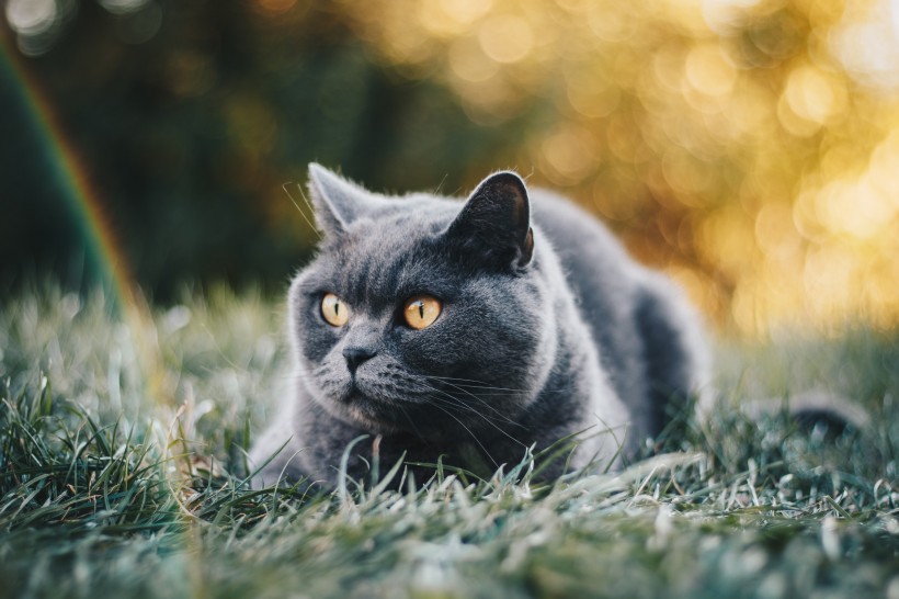 点击大图看下一张：身手敏捷的俄罗斯蓝猫图片欣赏