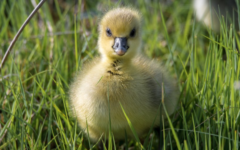 点击大图看下一张：可爱的小黄鸭实拍图片欣赏