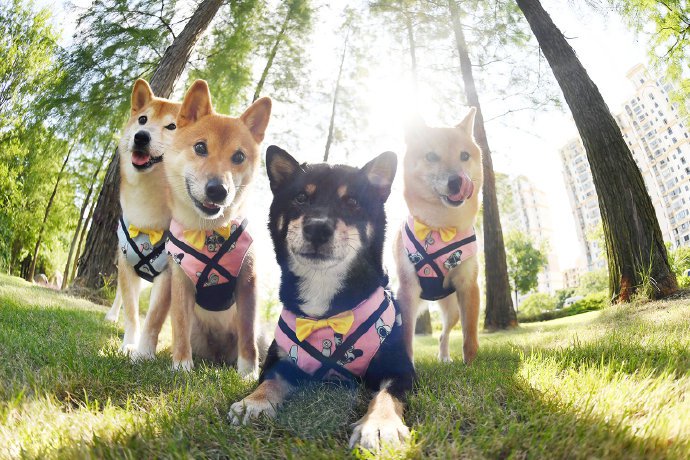 点击大图看下一张：四只可爱活泼的小柴犬图片欣赏