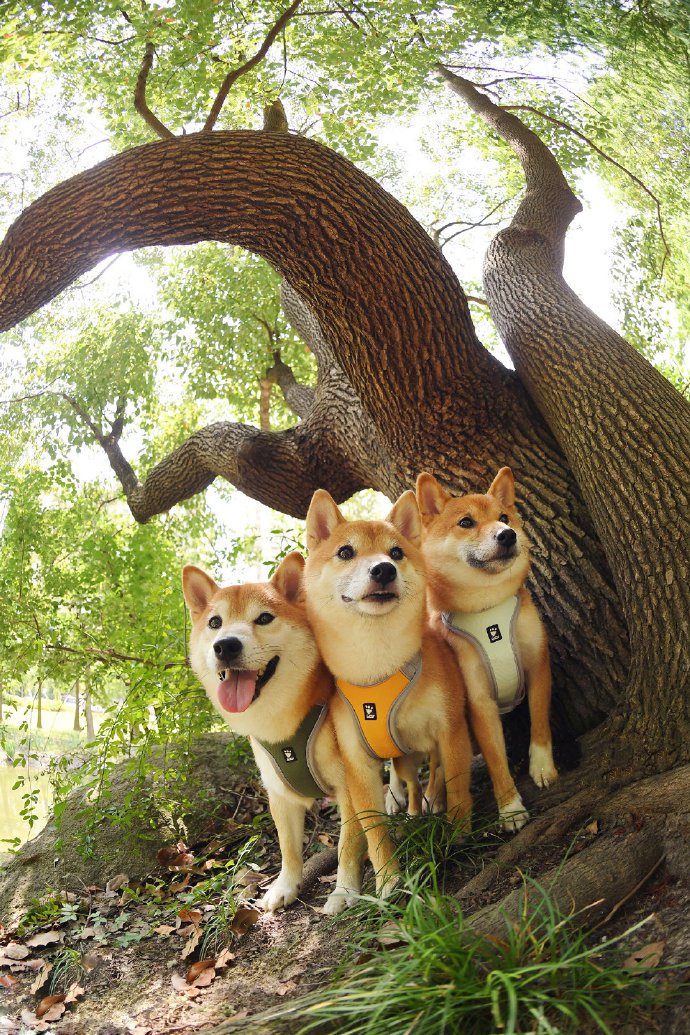 点击大图看下一张：四只可爱活泼的小柴犬图片欣赏