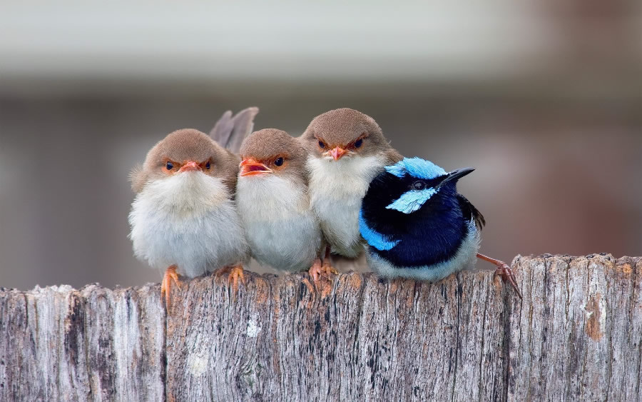 点击大图看下一张：一组三月鸟儿图片欣赏