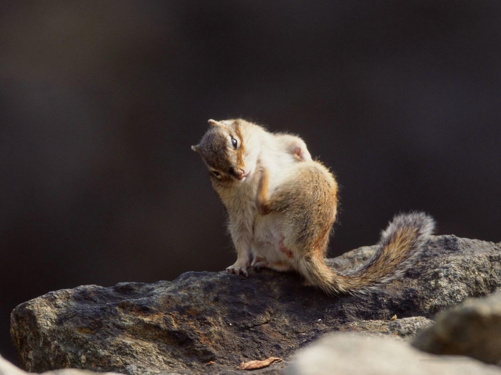 点击大图看下一张：在石头上玩耍的小松鼠图片欣赏
