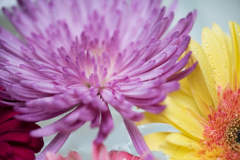 点击大图看下一张：争奇斗艳的各种菊花图片欣赏