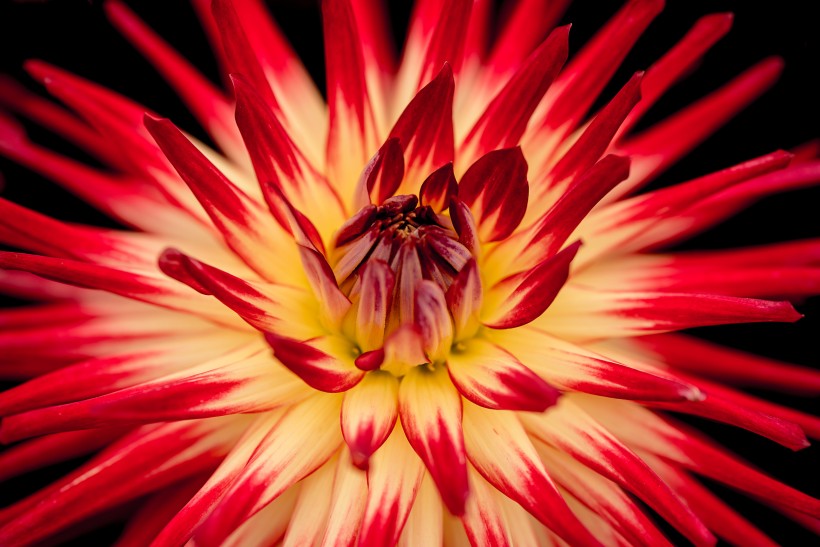 点击大图看下一张：争奇斗艳的各种菊花图片欣赏