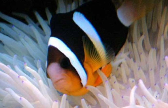 点击大图看下一张：呆萌的太平洋双带小丑鱼图片