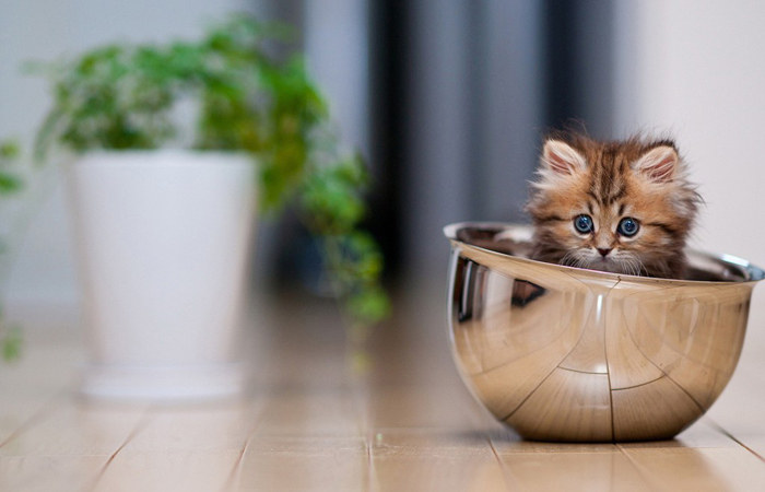 点击大图看下一张：超可爱的茶杯猫图片