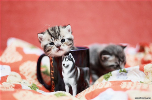点击大图看下一张：活泼可爱茶杯猫图片