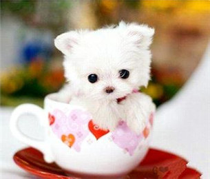 点击大图看下一张：活泼可爱茶杯猫图片