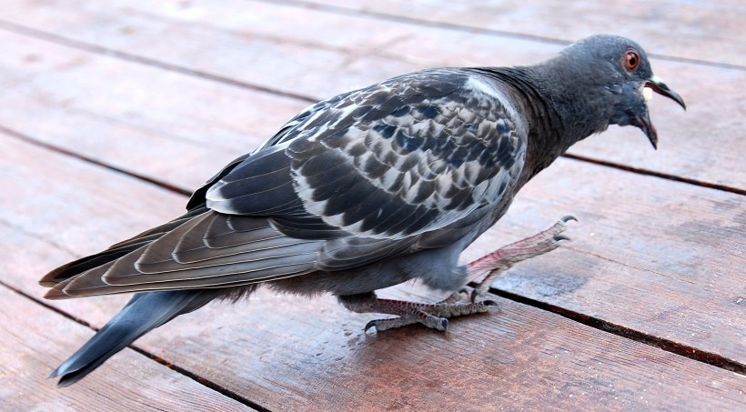 点击大图看下一张：灵活可爱的灰色鸽子图片欣赏