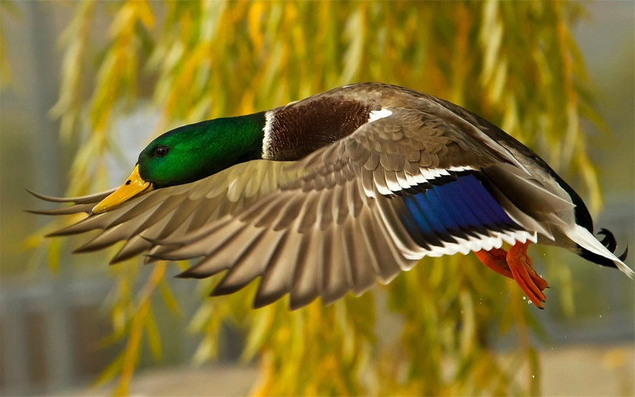 点击大图看下一张：大自然中美丽可爱鸟类图片