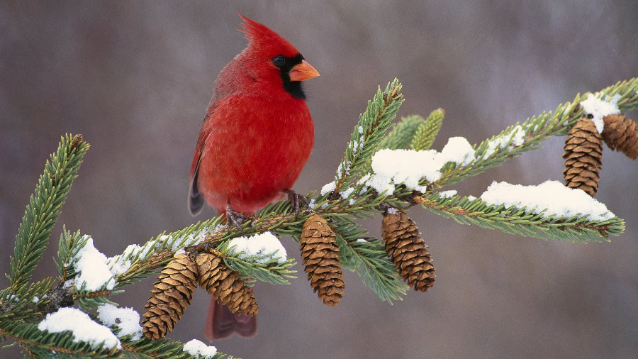 点击大图看下一张：冬季大雪中的可爱小鸟图片