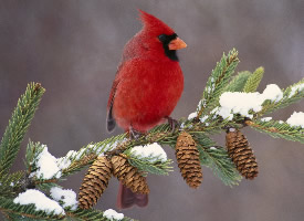 冬季大雪中的可爱小鸟图片