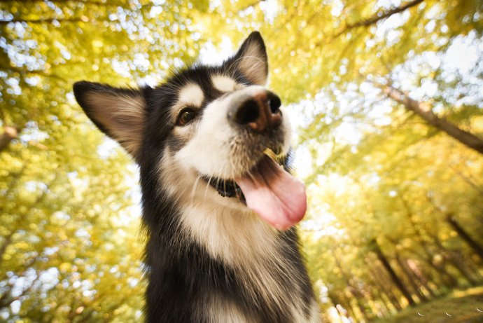 点击大图看下一张：秋景下可爱乖巧的狗狗图片