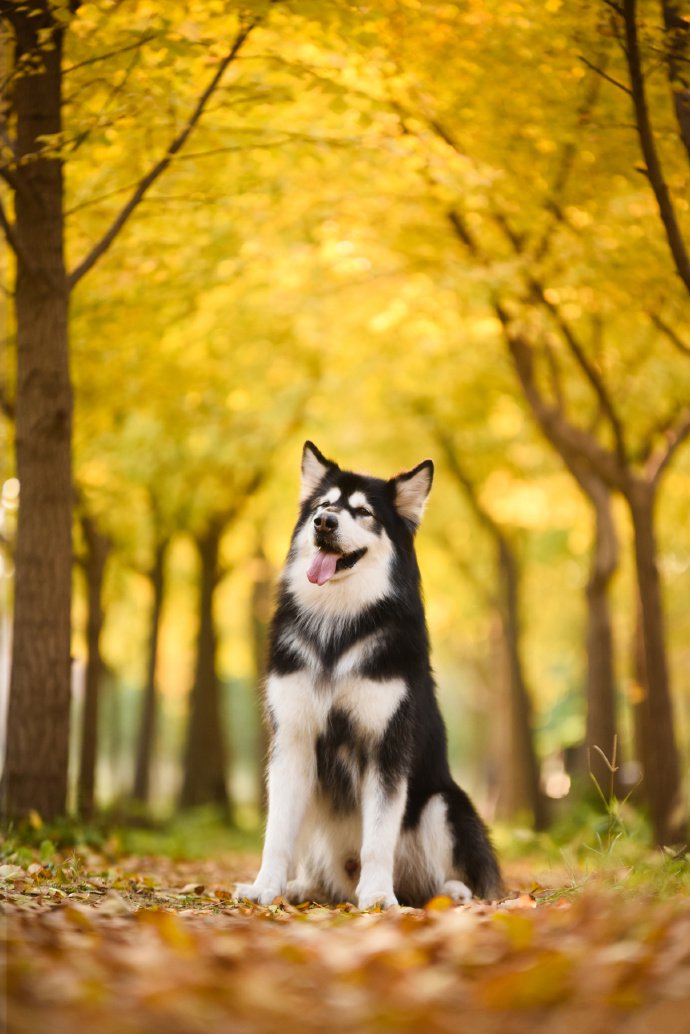 点击大图看下一张：秋景下可爱乖巧的狗狗图片