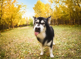 秋景下可爱乖巧的狗狗图片