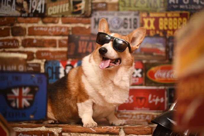 点击大图看下一张：一组炫酷钢铁风帅气的小狗狗图片