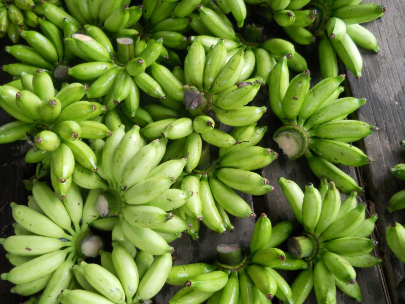 点击大图看下一张：长在树上的绿色香蕉高清图片欣赏