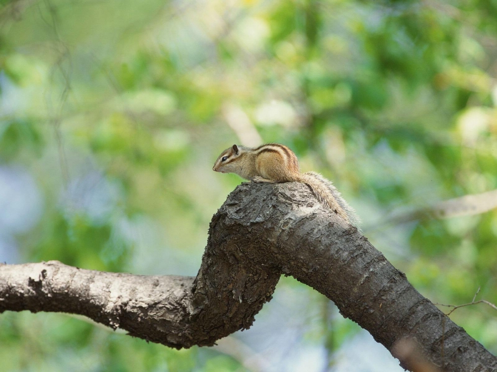 点击大图看下一张：在树枝上蹦蹦跳跳的小松鼠图片欣赏