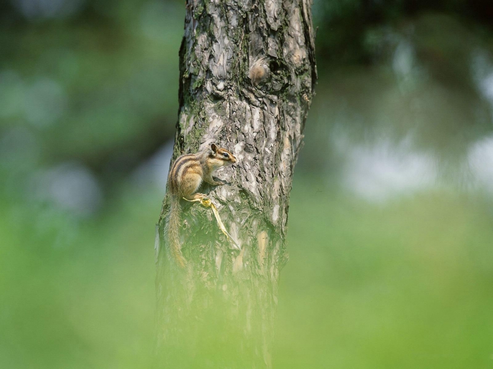 点击大图看下一张：在树枝上蹦蹦跳跳的小松鼠图片欣赏
