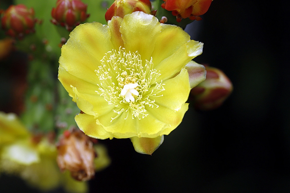 点击大图看下一张：仙人掌开出的黄色花朵图片欣赏