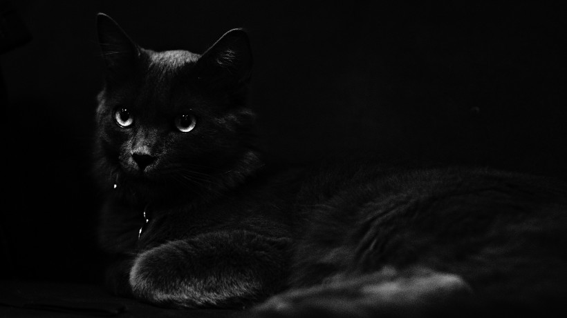 点击大图看下一张：“女巫的精灵”黑猫图片欣赏