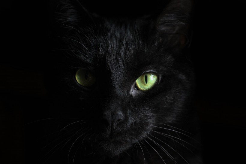 点击大图看下一张：“女巫的精灵”黑猫图片欣赏