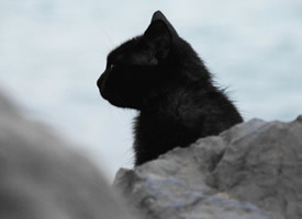 “女巫的精灵”黑猫图片欣赏