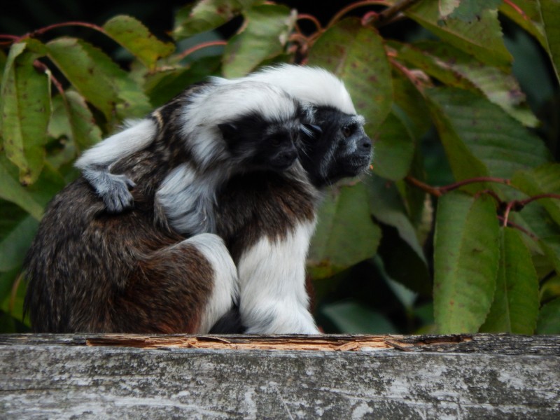 点击大图看下一张：非常可爱的棉花顶面绢毛猴图片