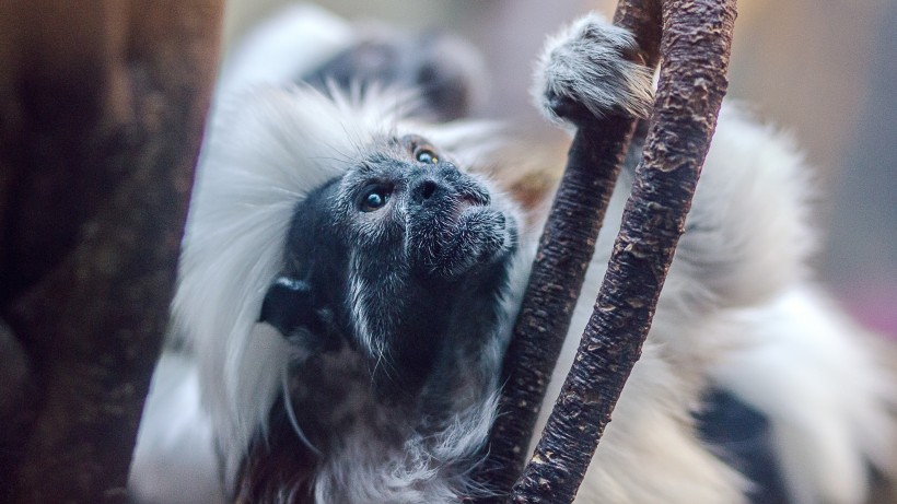 点击大图看下一张：非常可爱的棉花顶面绢毛猴图片
